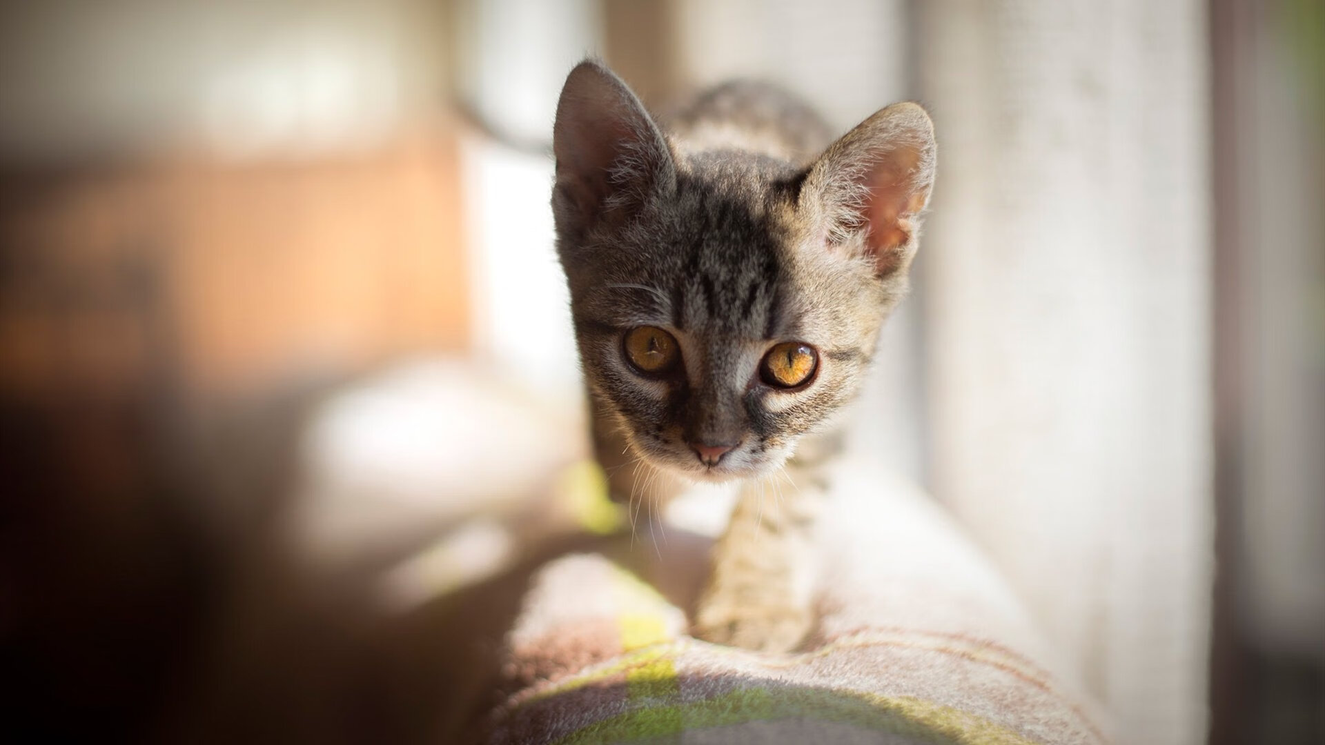 中超球员年度平均触球次数排行，中超球员的平均年薪